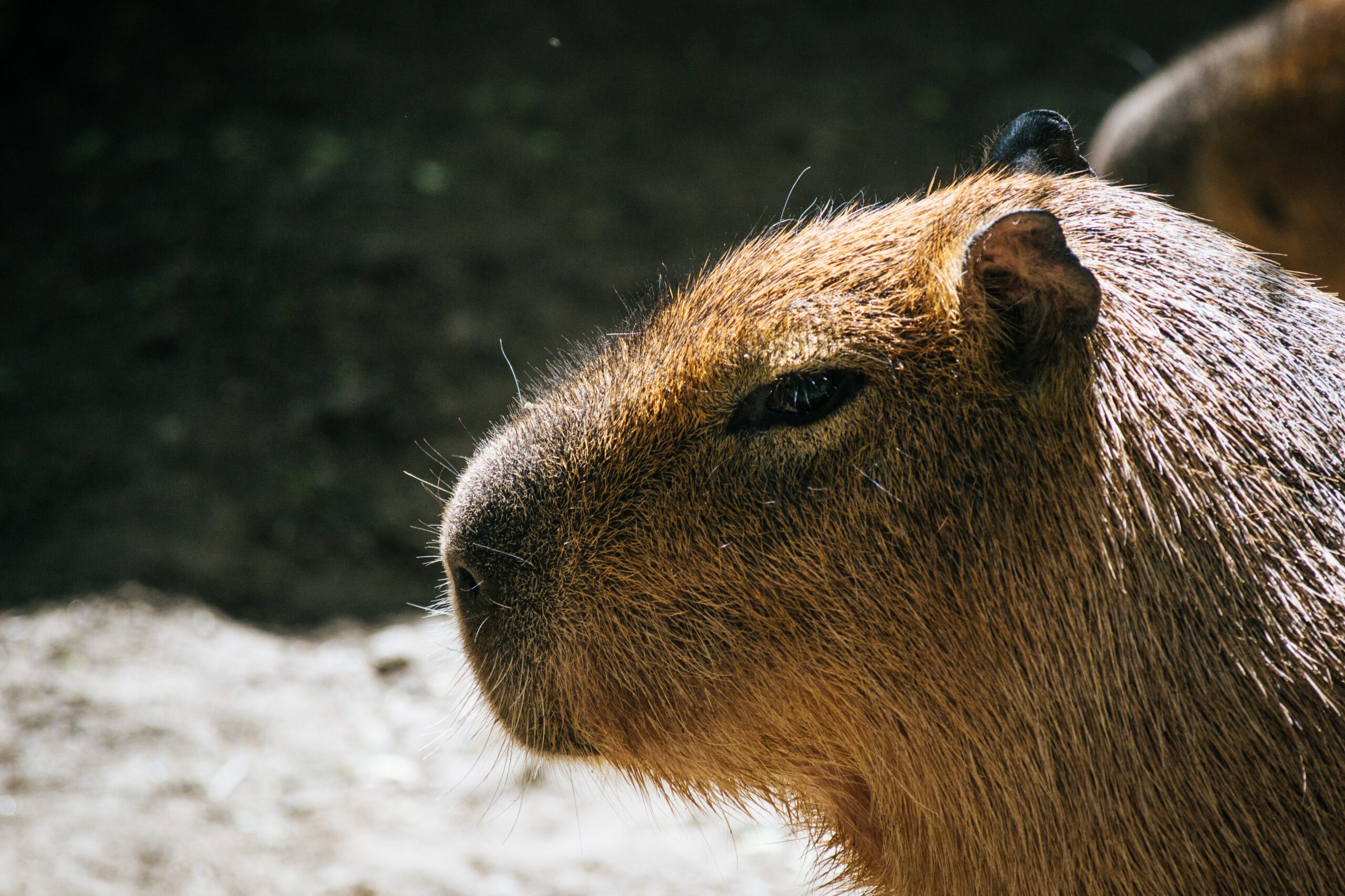 Benefits of Keeping a Capybara as a Pet Benefits of Keeping a Capybara as a Pet