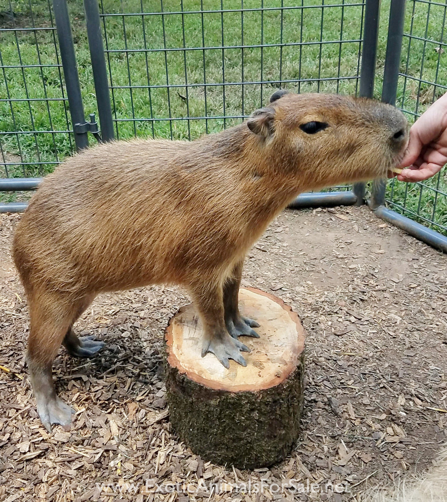 Where to Find Capybaras for Sale in the UK Where to Find Capybaras for Sale in the UK