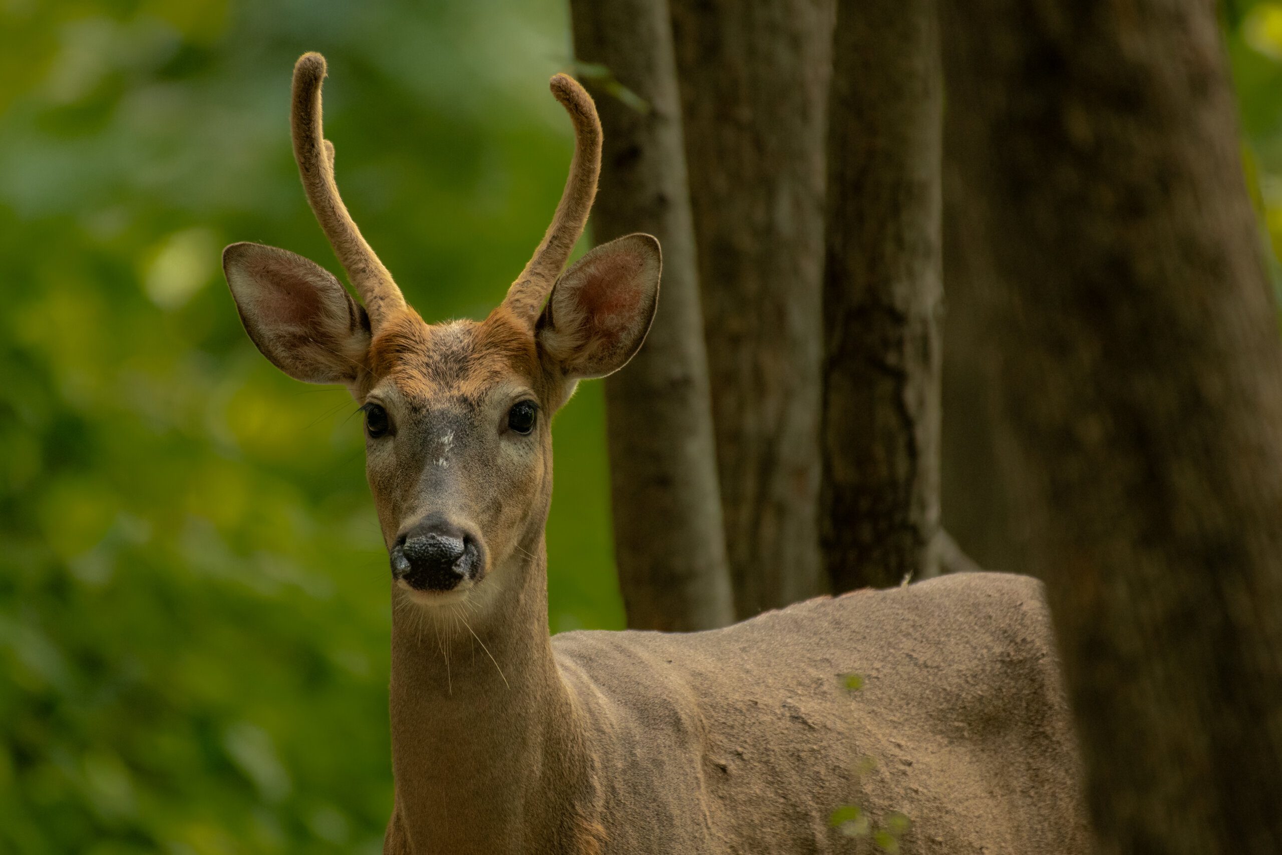 Is it Legal to Own a Capybara in Poland? Is it Legal to Own a Capybara in Poland?