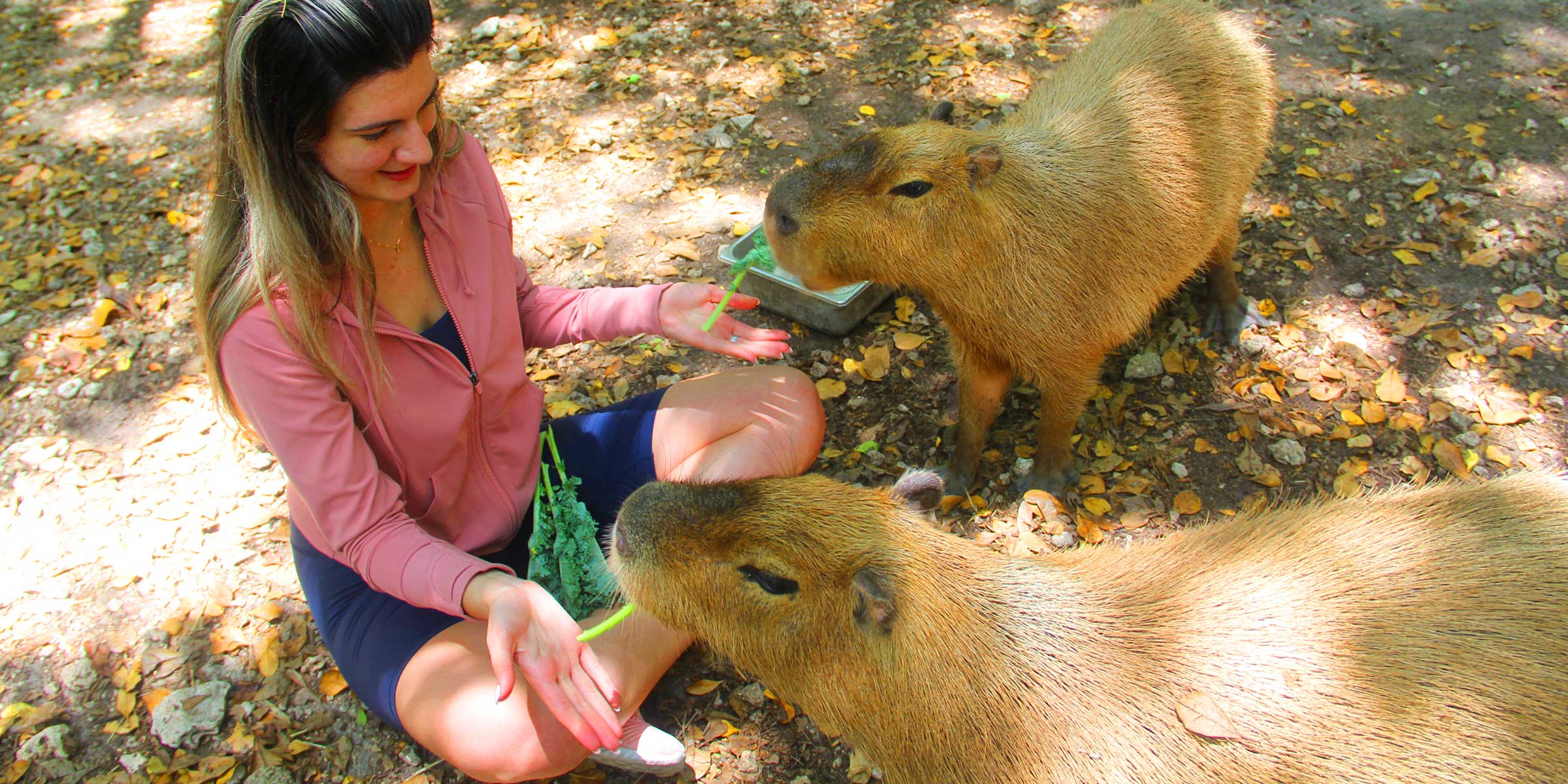 Capybara Petting Experience at a Nearby Location Capybara Petting Experience at a Nearby Location