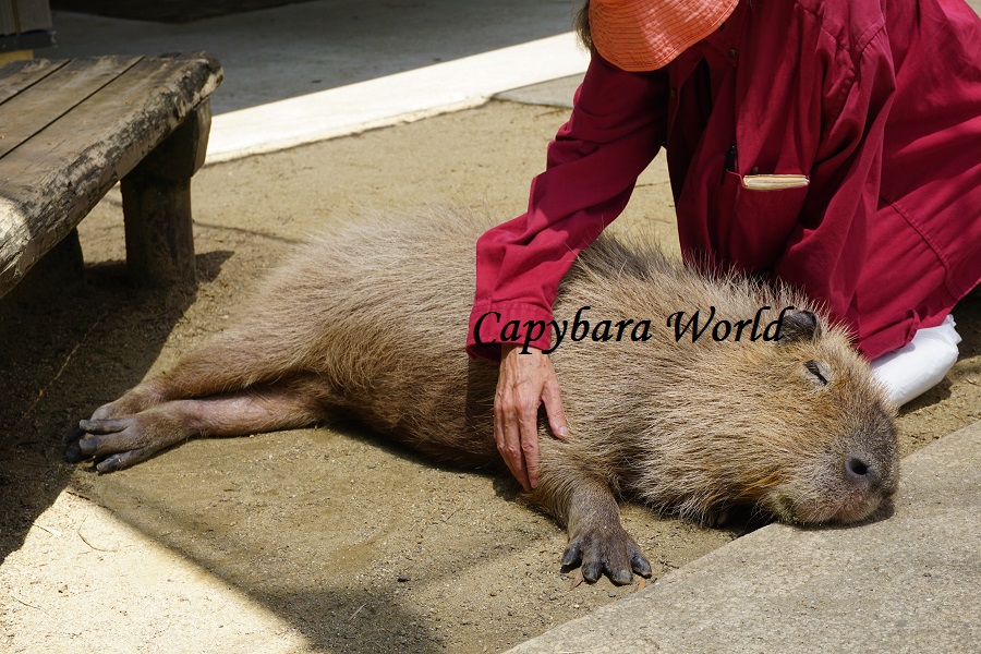 Capybara Petting Experience at a Nearby Location Capybara Petting Experience at a Nearby Location