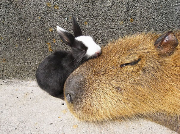 Capybaras Peaceful Coexistence with Other Animals