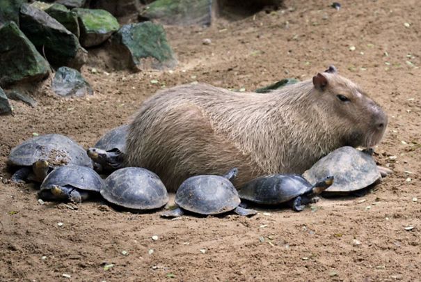 Capybaras Peaceful Coexistence with Other Animals