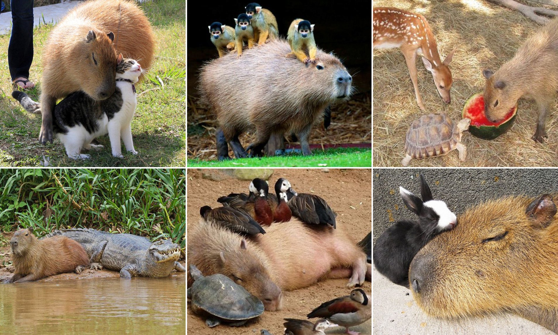 Capybaras Peaceful Coexistence with Other Animals