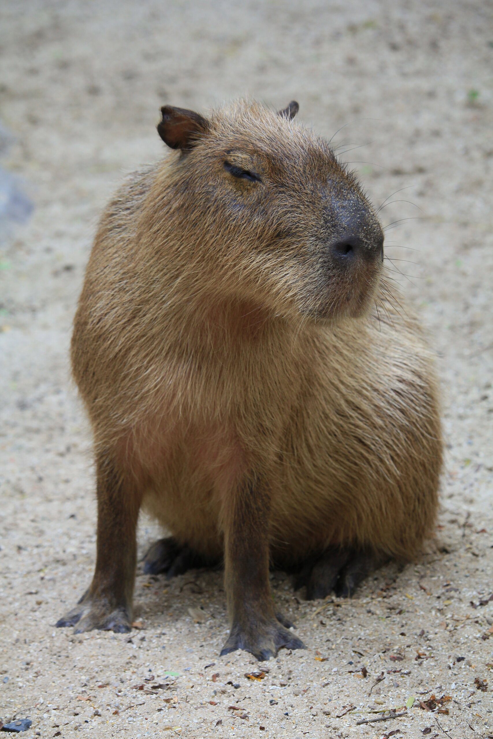 Is a Capybara a Carnivore?