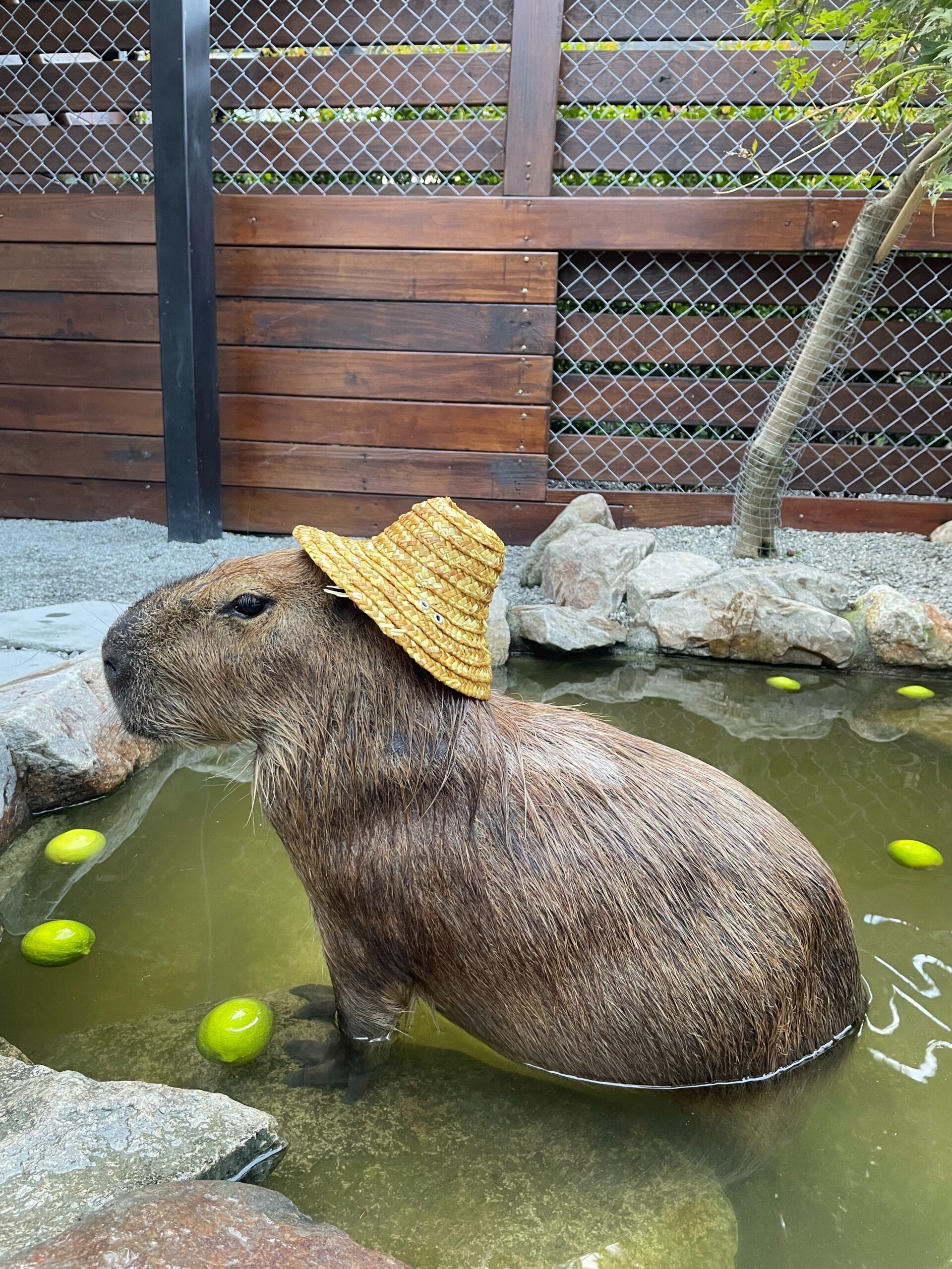 Determining the Price of a Capybara Determining the Price of a Capybara