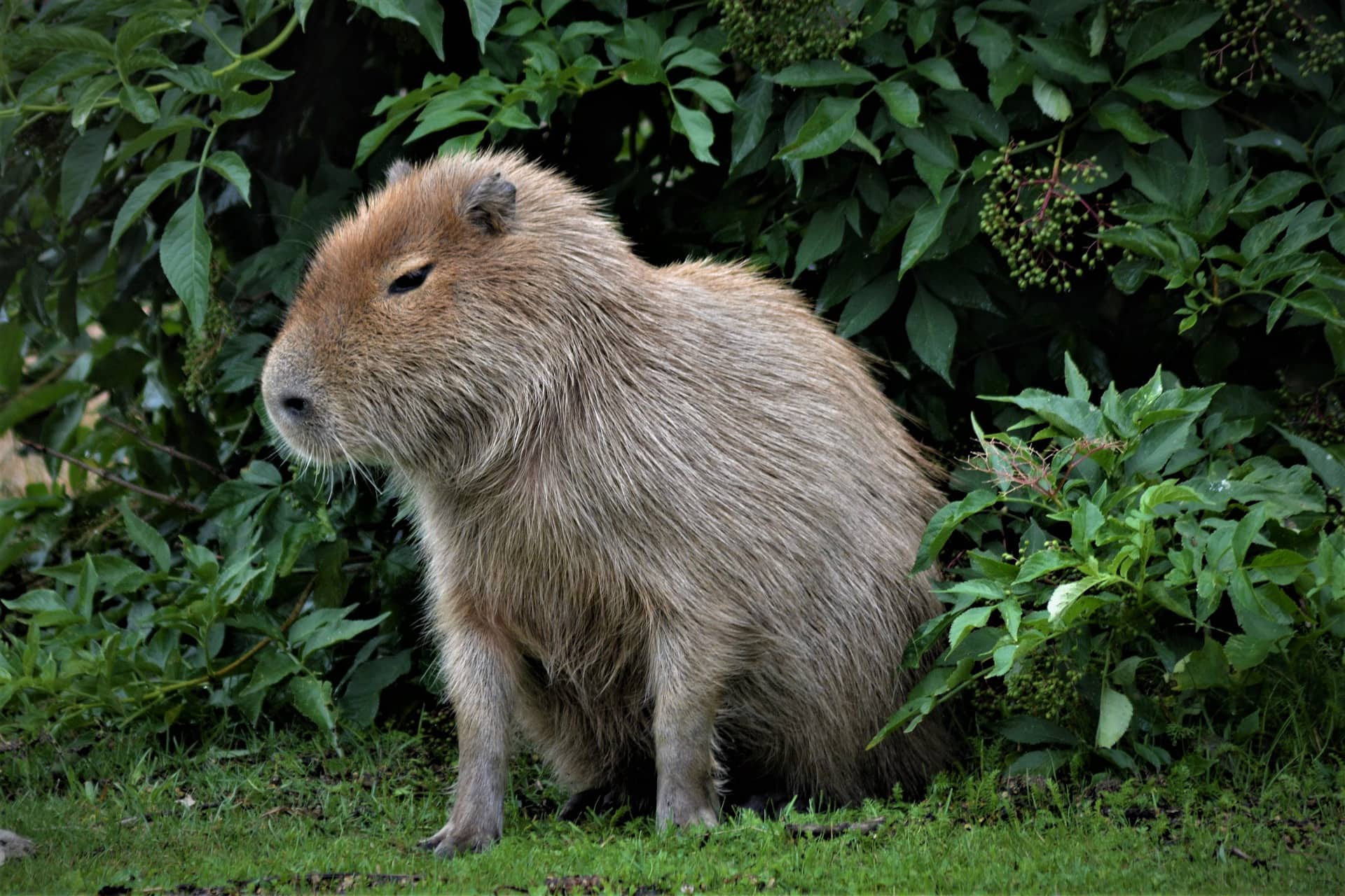 Things to Consider Before Getting a Capybara as a Pet Things to Consider Before Getting a Capybara as a Pet