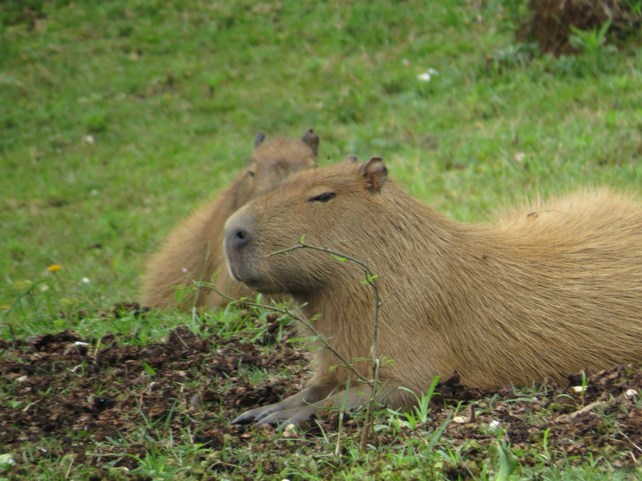 What is the average weight of a capybara?