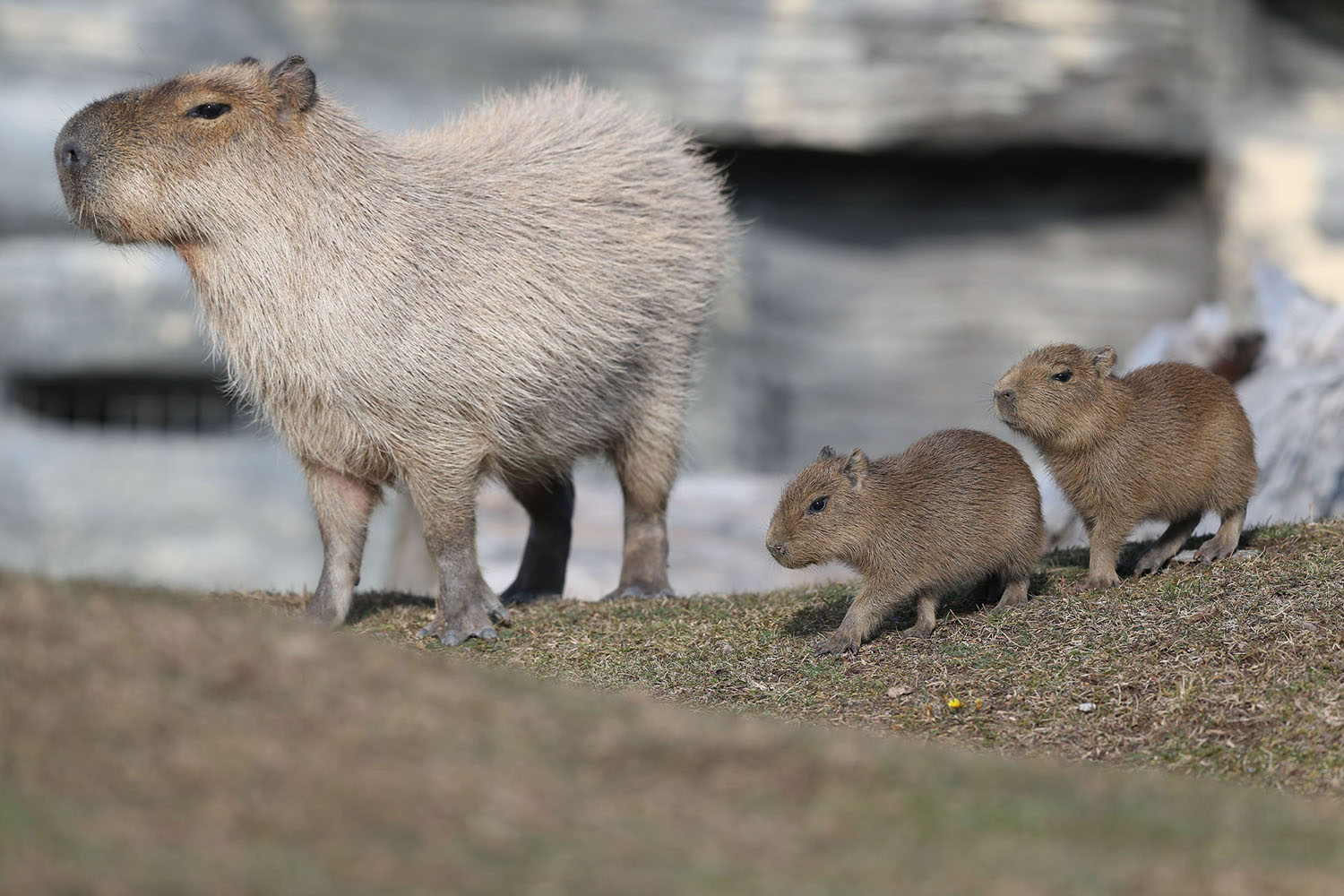 The Growth of Capybaras The Growth of Capybaras