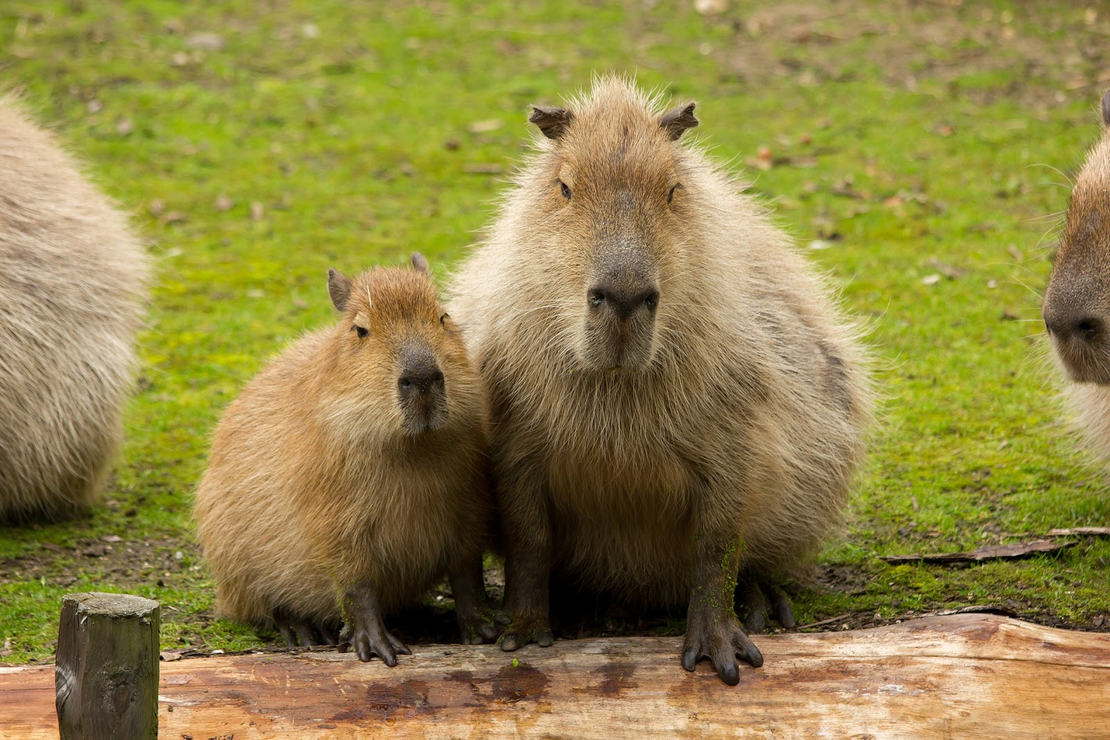 The Growth of Capybaras The Growth of Capybaras
