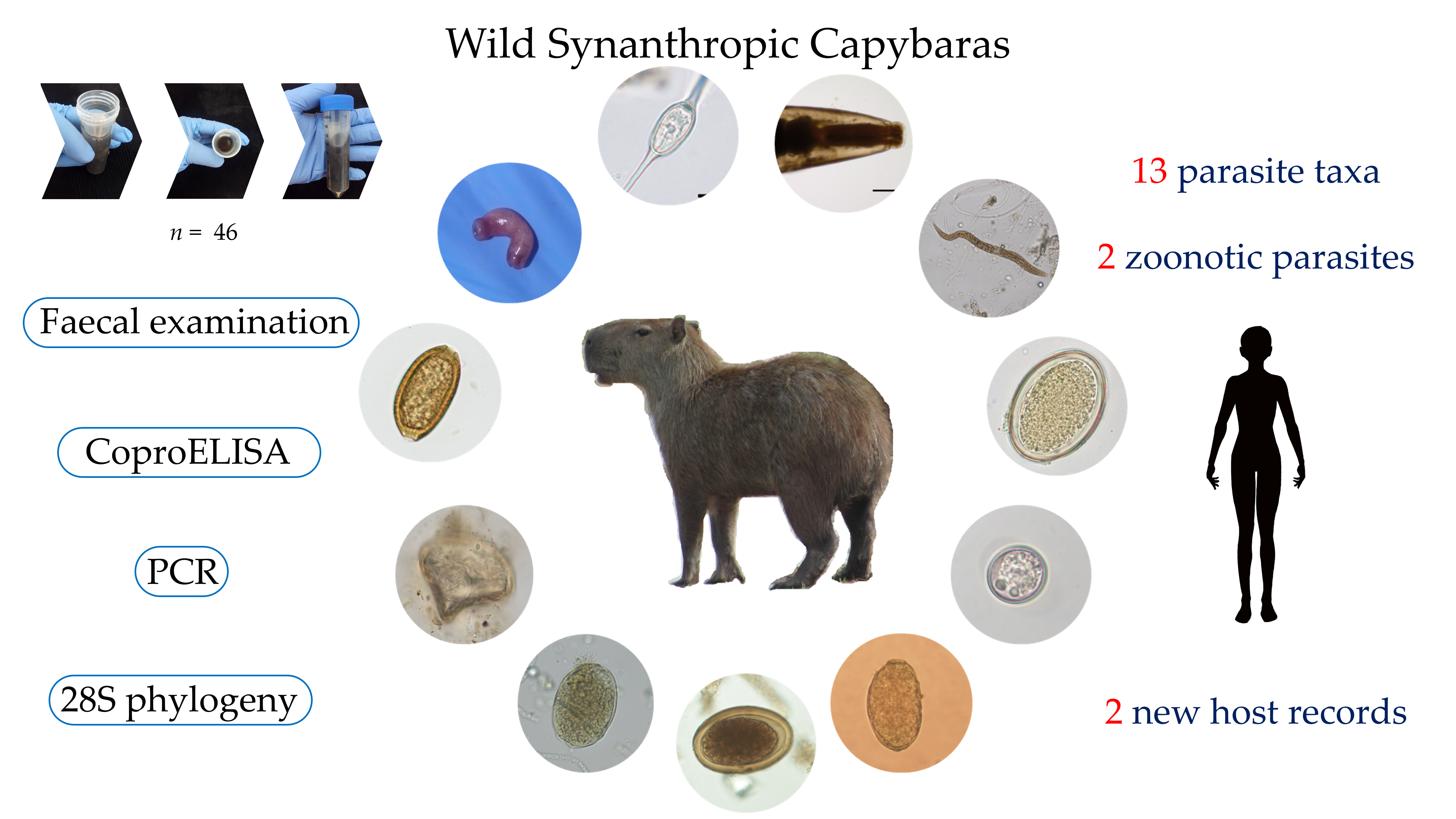 The Growth of Capybaras The Growth of Capybaras