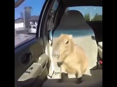 Why do Capybaras Pull Up? Why do Capybaras Pull Up?