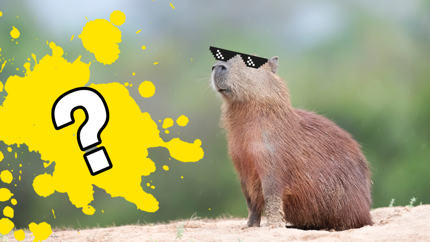 Find out which Capybara you are Find out which Capybara you are