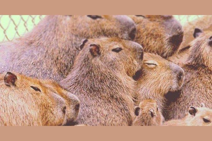 Find out which Capybara you are Find out which Capybara you are