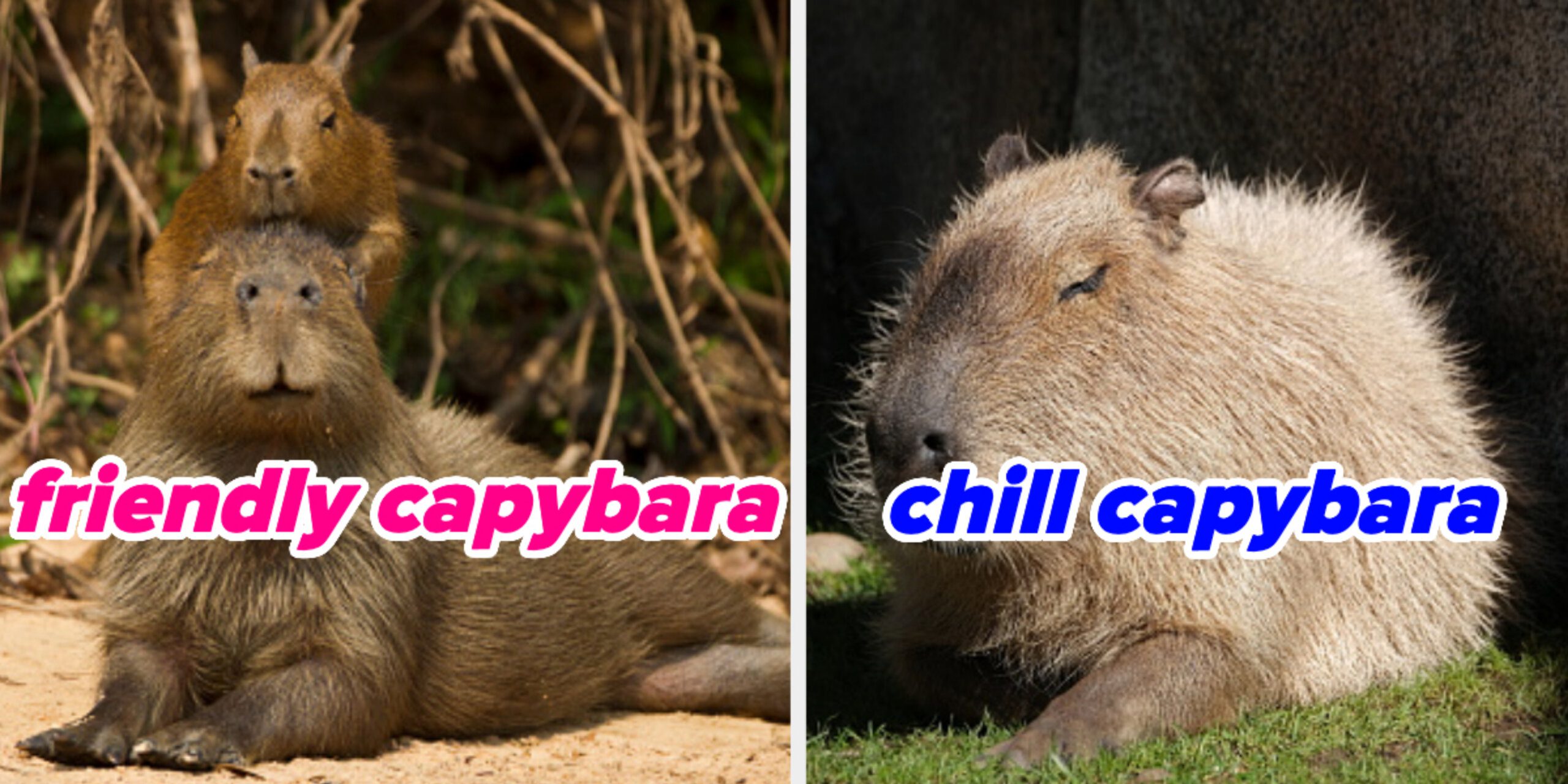 Find out which Capybara you are Find out which Capybara you are