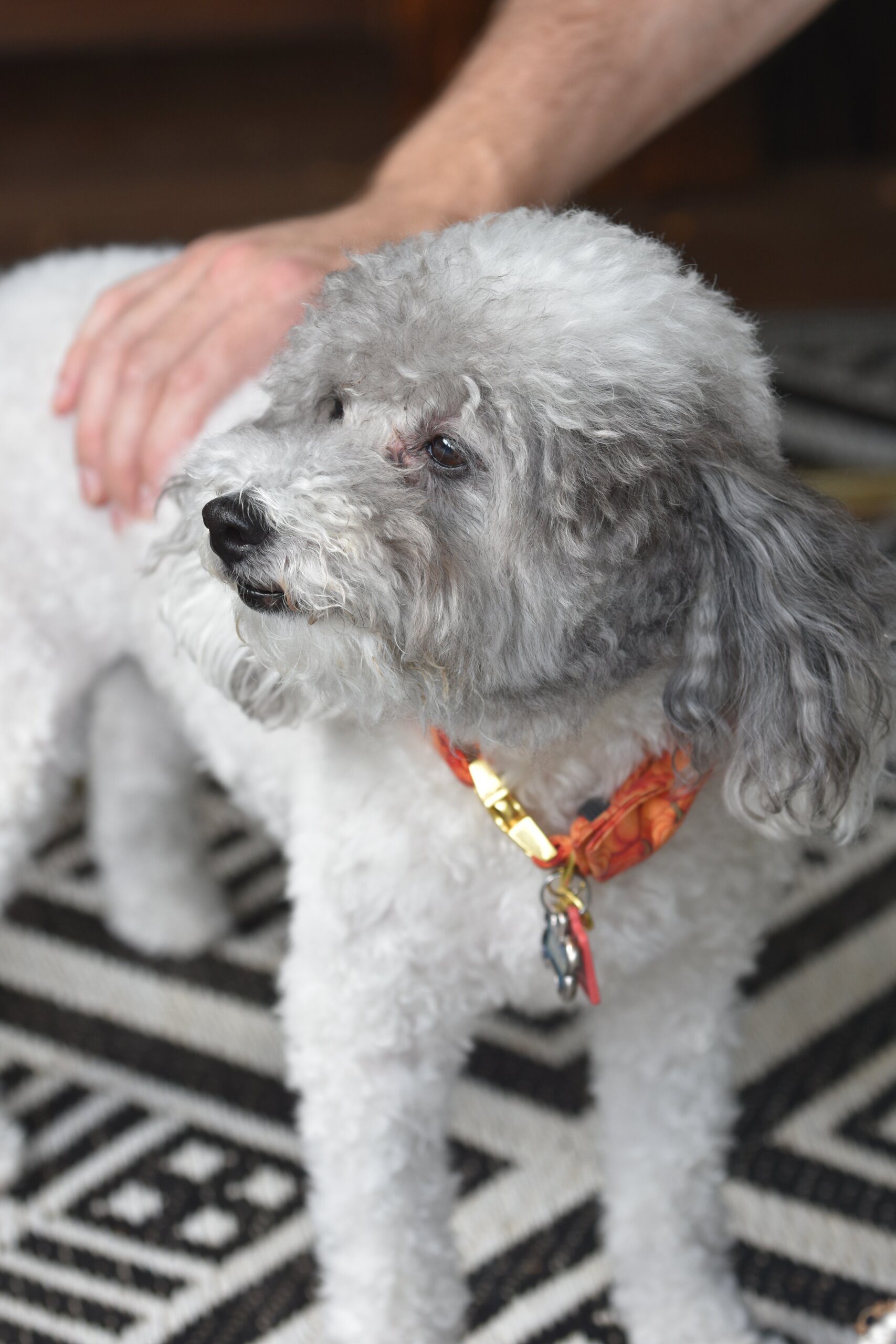 Can You Have a Pet Capybara in the UK