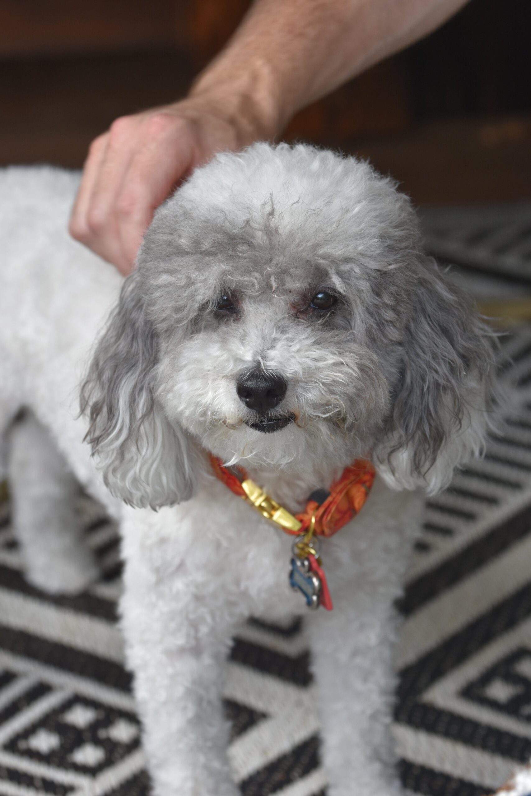 Can You Have a Pet Capybara in the UK
