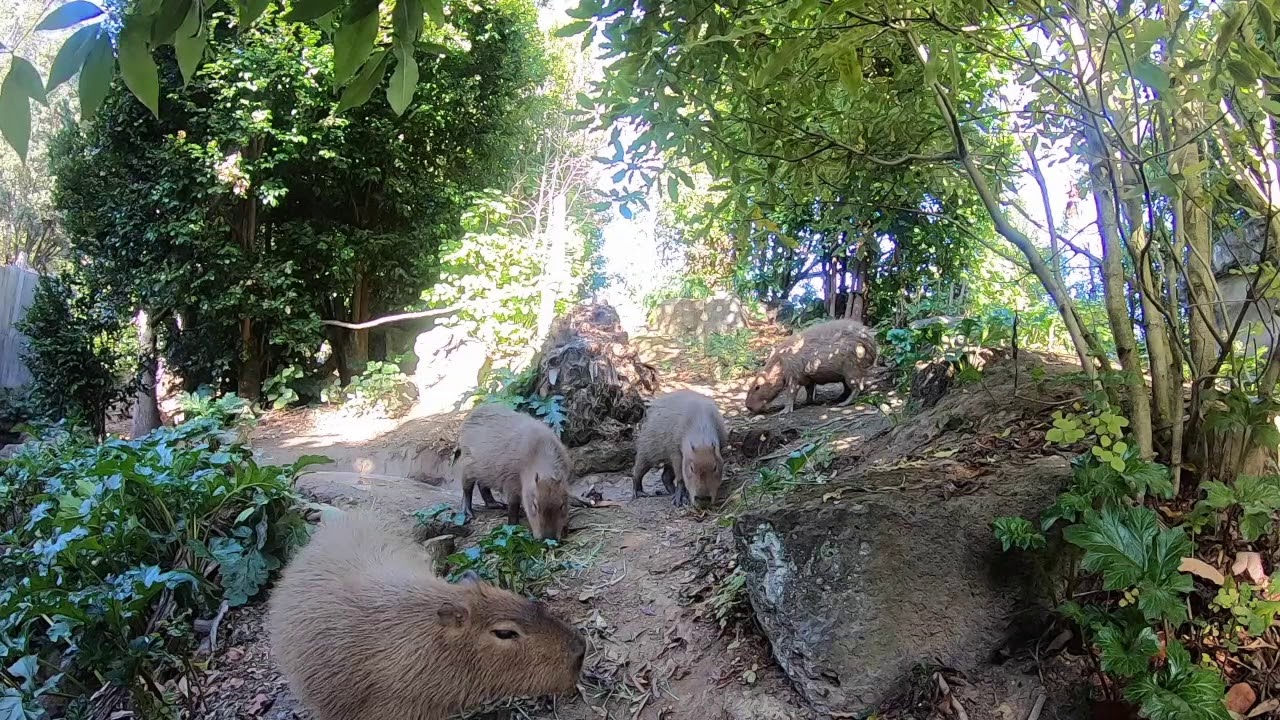 Where to Find Capybaras in Their Natural Habitat