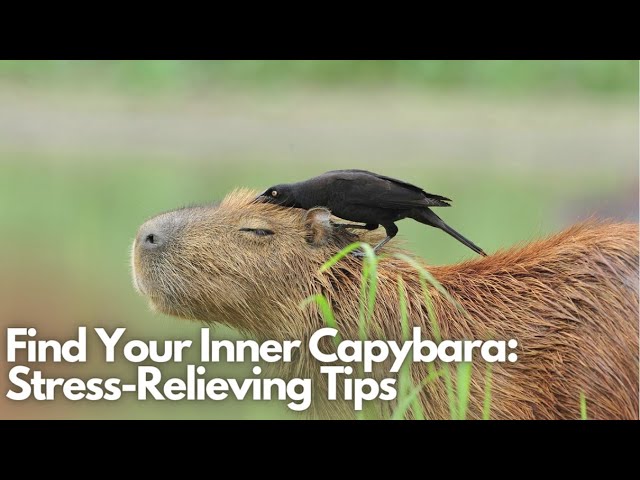 Discover Your Inner Capybara Discover Your Inner Capybara
