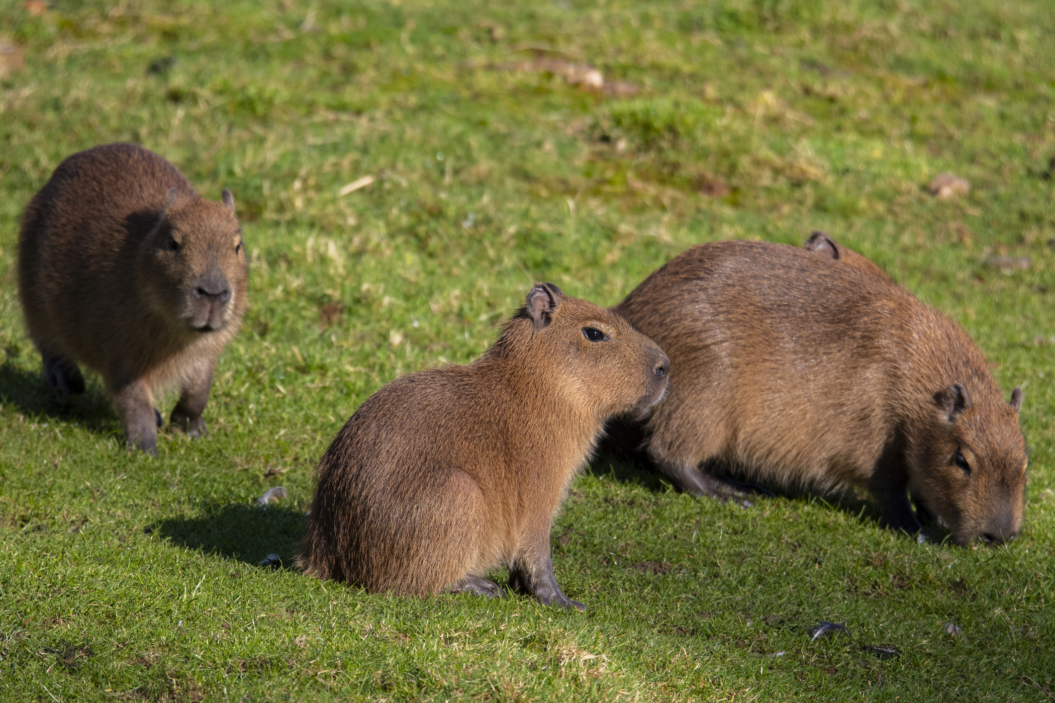 Best Places to Spot Capybaras