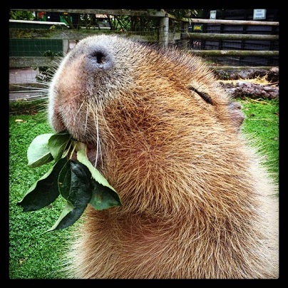 Meet the Adorable Capybara Residents of Shepreth Wildlife Park Meet the Adorable Capybara Residents of Shepreth Wildlife Park