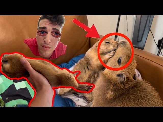The Battle of the Burrow: Prairie Dog vs Capybara The Battle of the Burrow: Prairie Dog vs Capybara