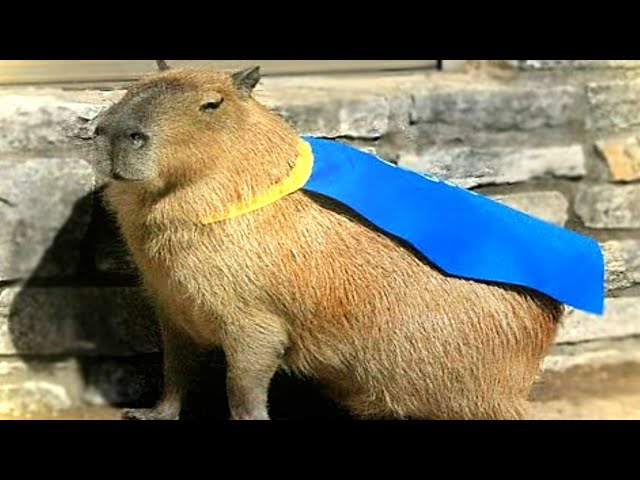 Why do Capybaras Pull Up? Why do Capybaras Pull Up?