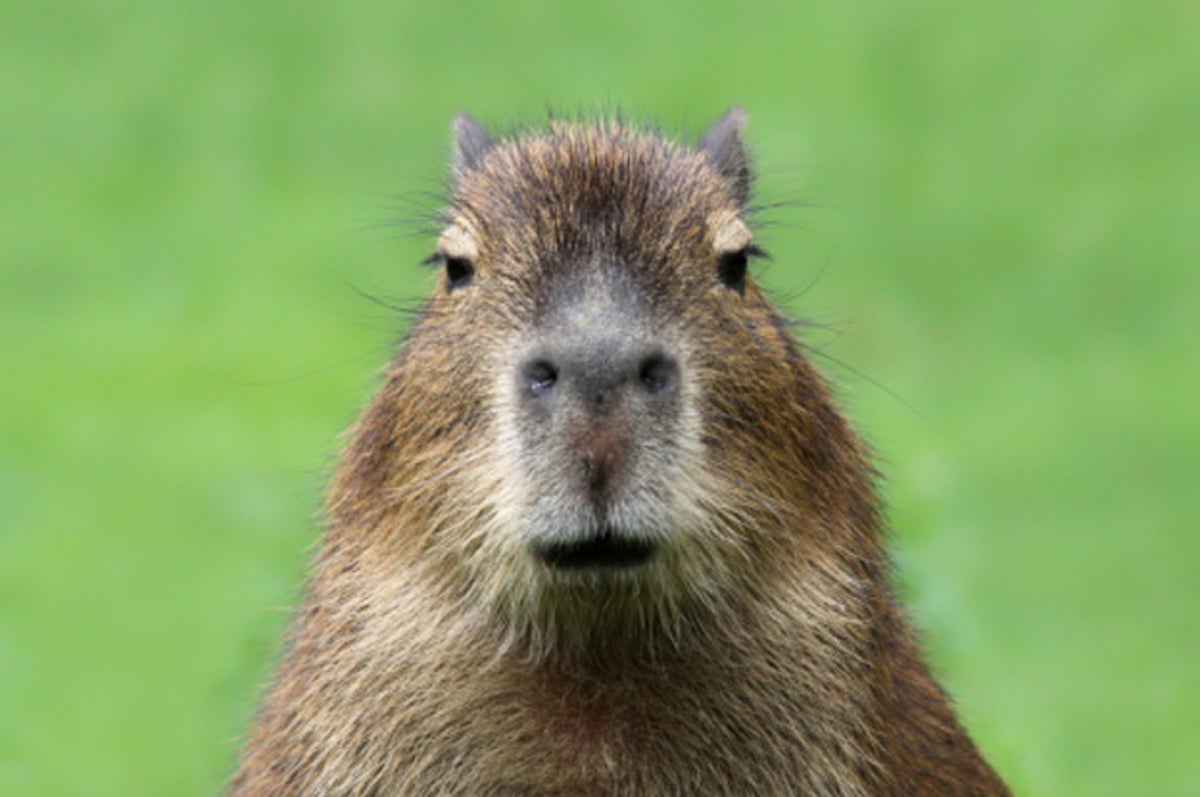 Find out which Capybara you are Find out which Capybara you are