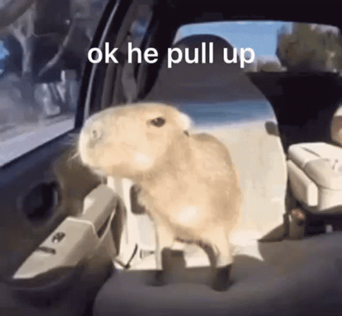 Why do Capybaras Pull Up? Why do Capybaras Pull Up?