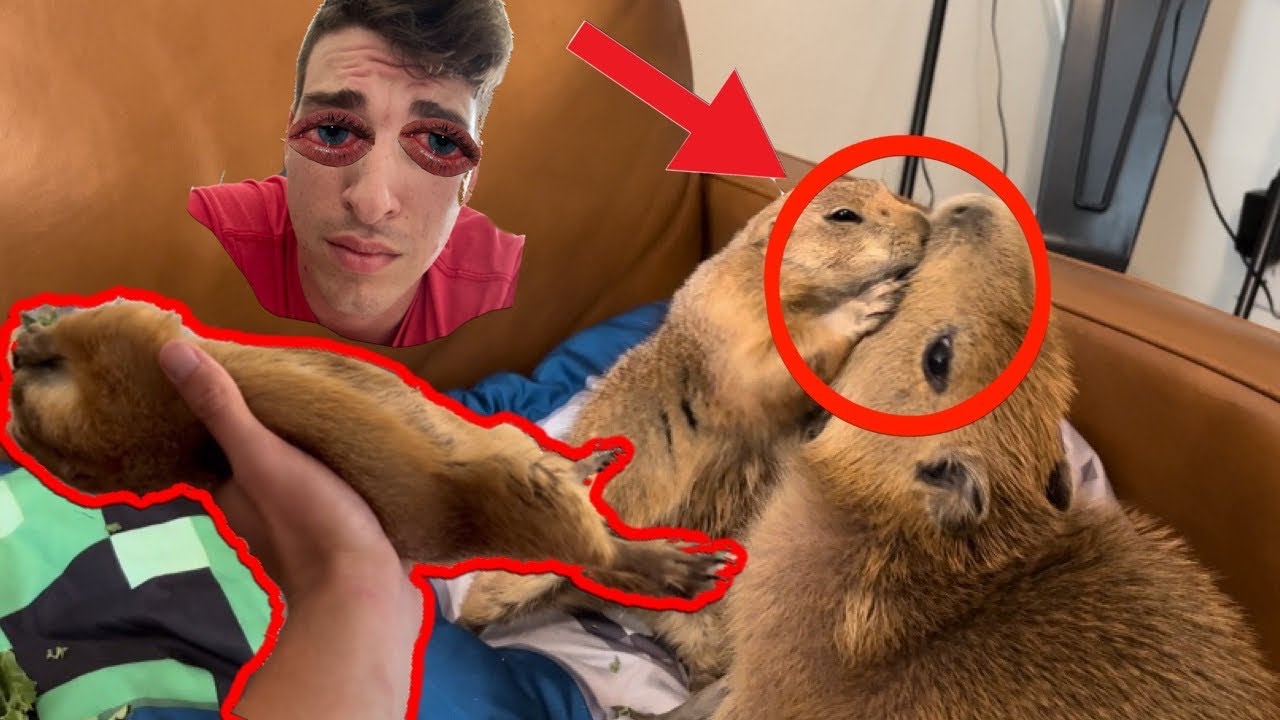 The Battle of the Burrow: Prairie Dog vs Capybara The Battle of the Burrow: Prairie Dog vs Capybara