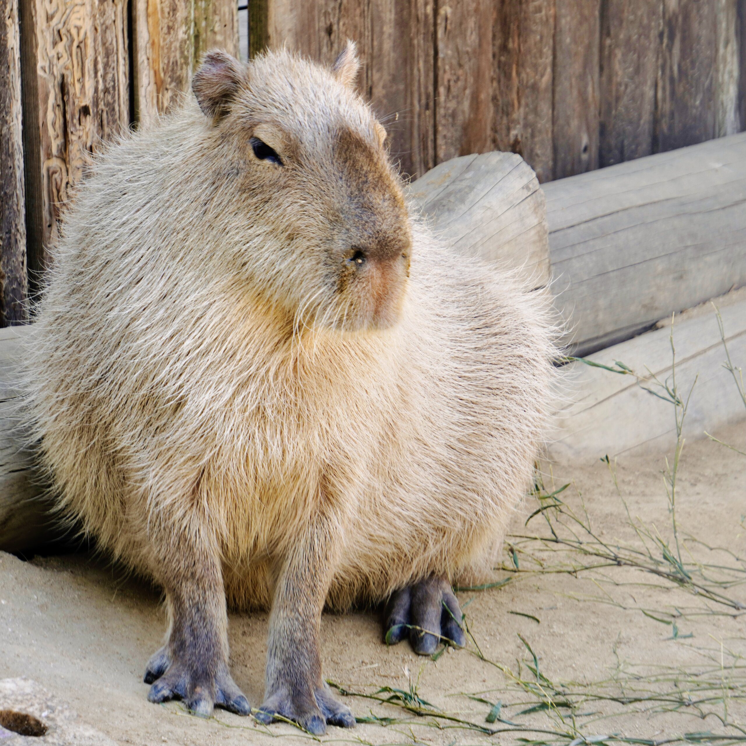 Is it legal to own a capybara in Missouri? Is it legal to own a capybara in Missouri?