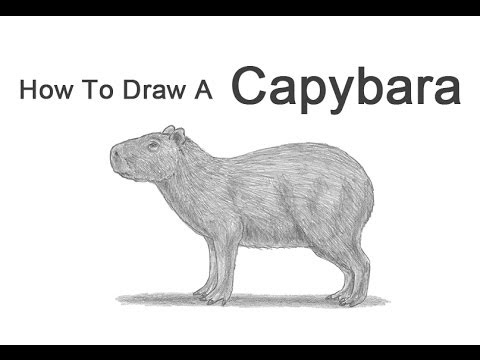 Step-by-Step Guide: Making Your Own Capybara Step-by-Step Guide: Making Your Own Capybara