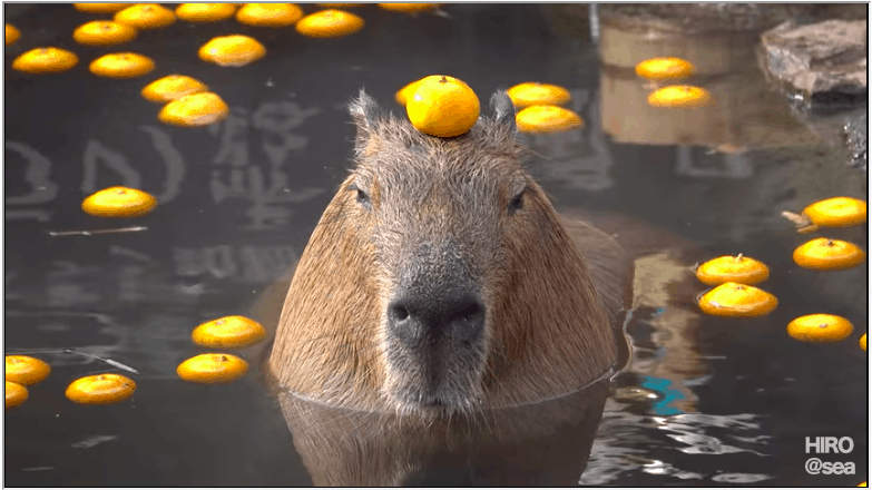The Unexpected Encounter: Capybara Swimming with Oranges
