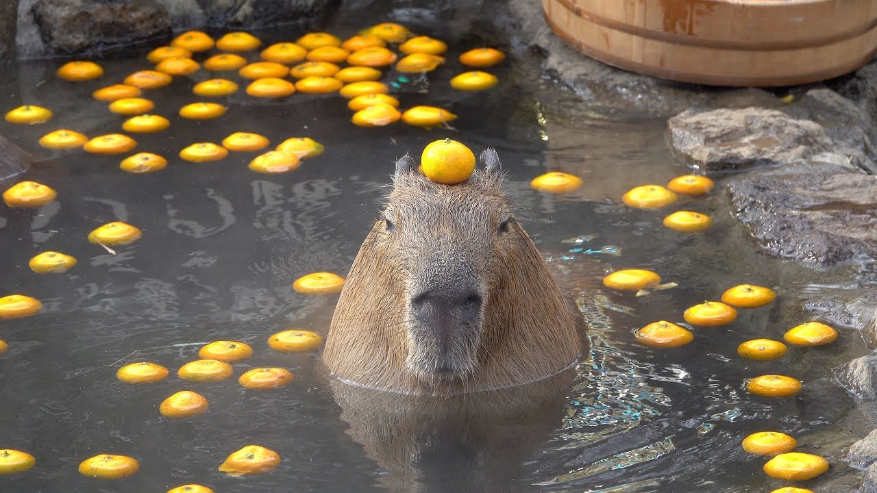 The Unexpected Encounter: Capybara Swimming with Oranges