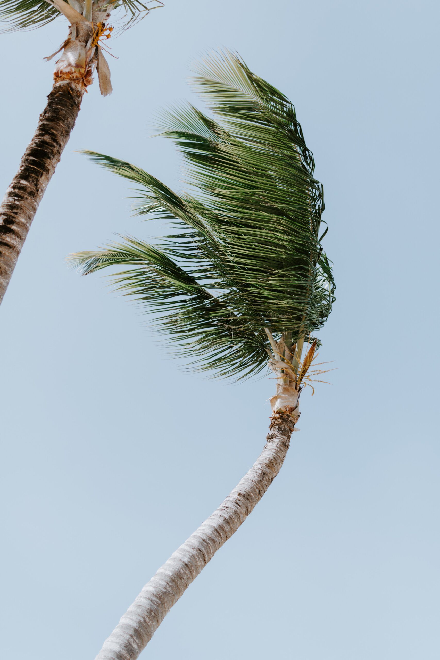 Capybara Sits in the Old Gum Tree