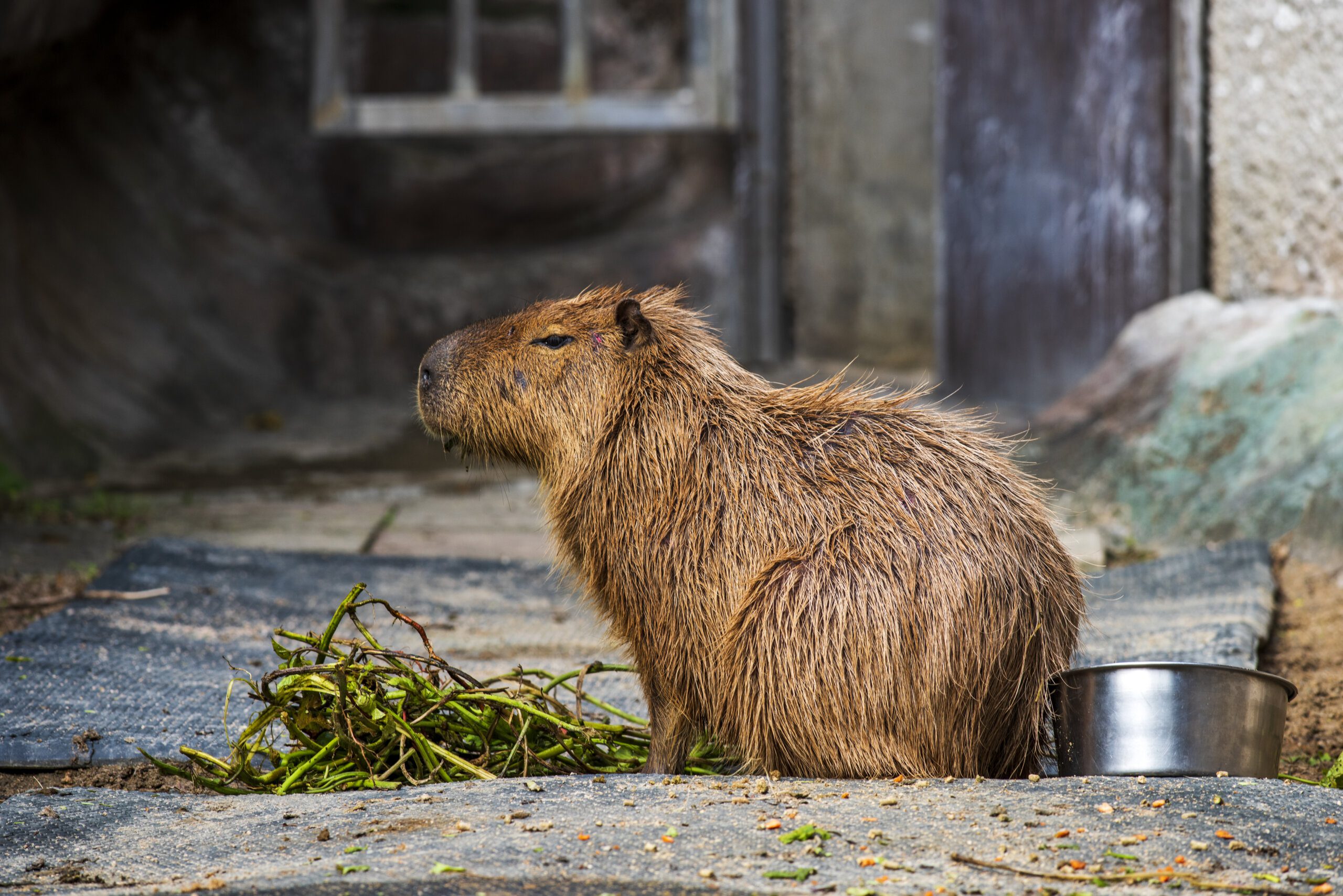 Nutria Rat Vs. Capybara: The Ultimate Rodent Showdown! - j3hdbqu