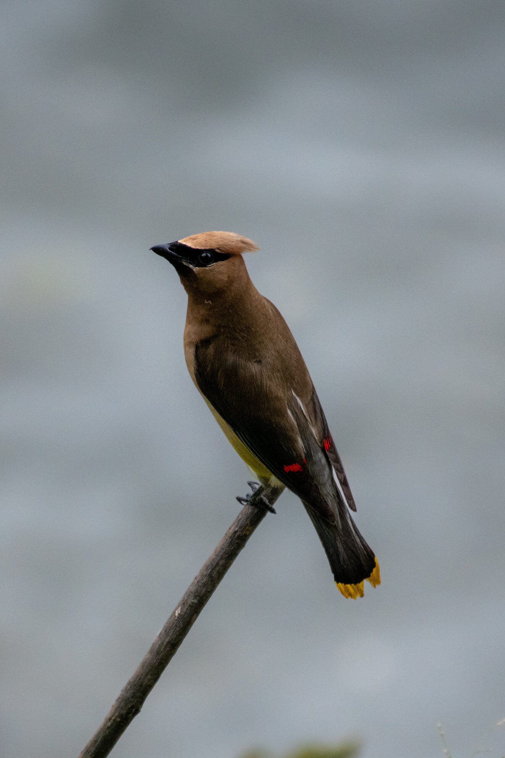 Unlikely Friendship: Capybara Riding on an Alligator Unlikely Friendship: Capybara Riding on an Alligator