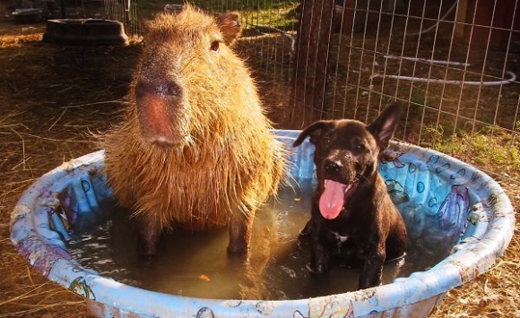 Capybaras Refreshing Pool Party Capybaras as Pets