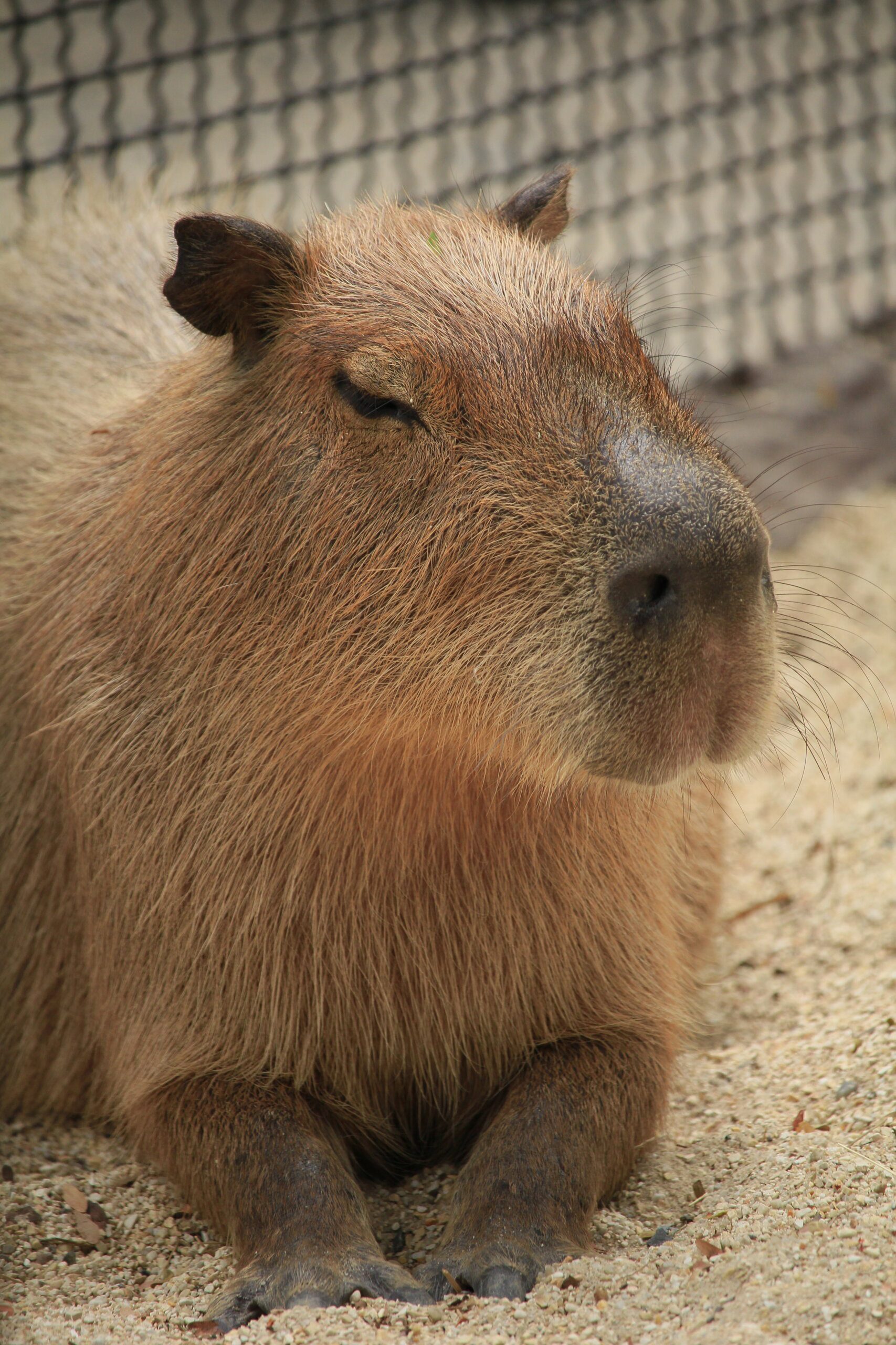 Where to Buy Capybaras in Indiana Where to Buy Capybaras in Indiana