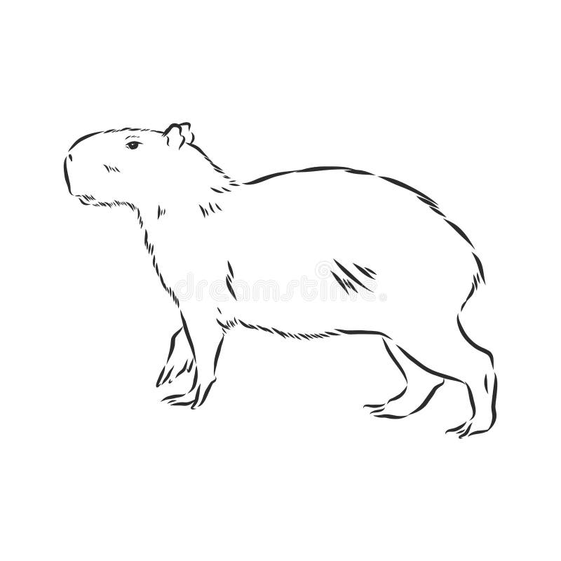 Cute Capybara Clipart in Black and White Cute Capybara Clipart in Black and White