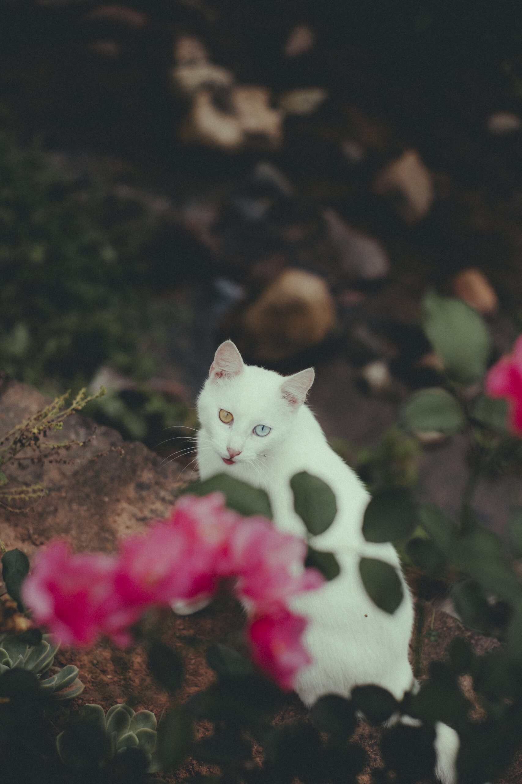 Can you buy a capybara as a pet
