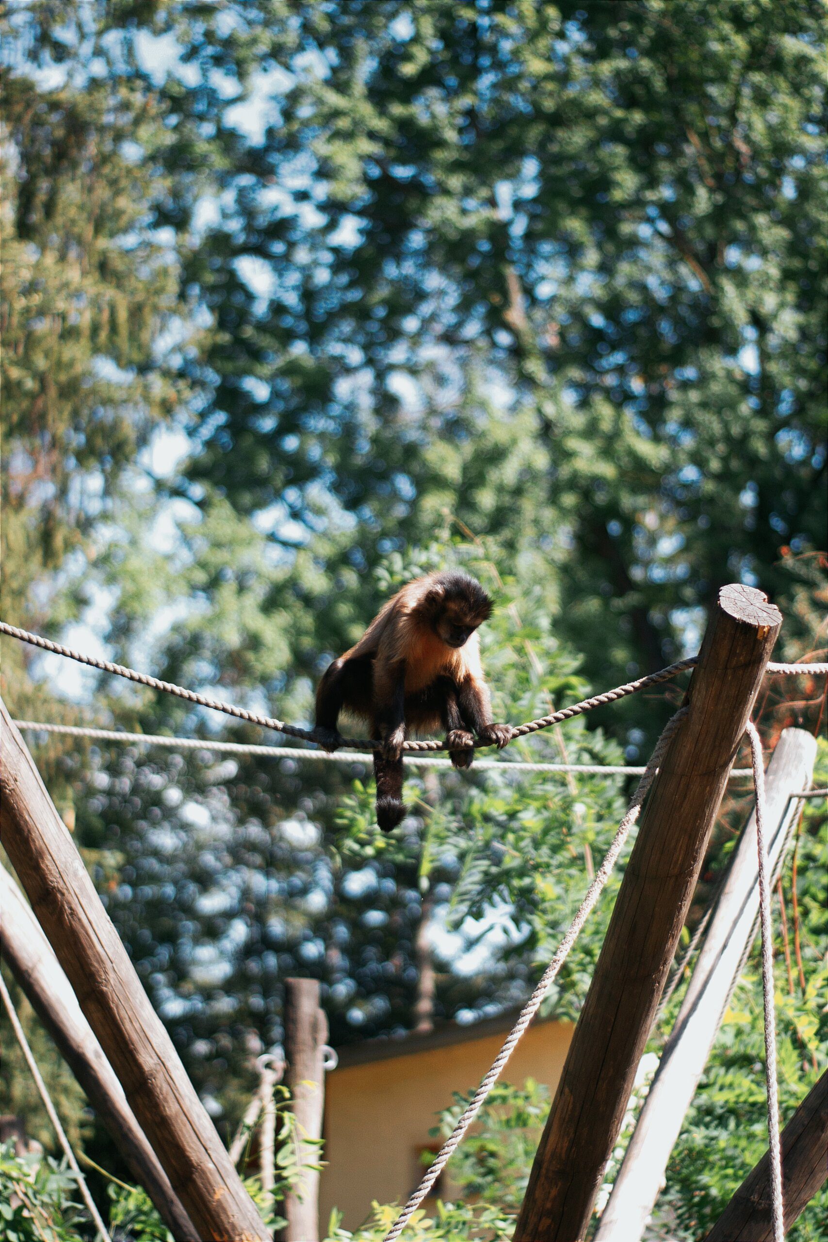 Discover the Unique Capybara at Bergen County Zoo