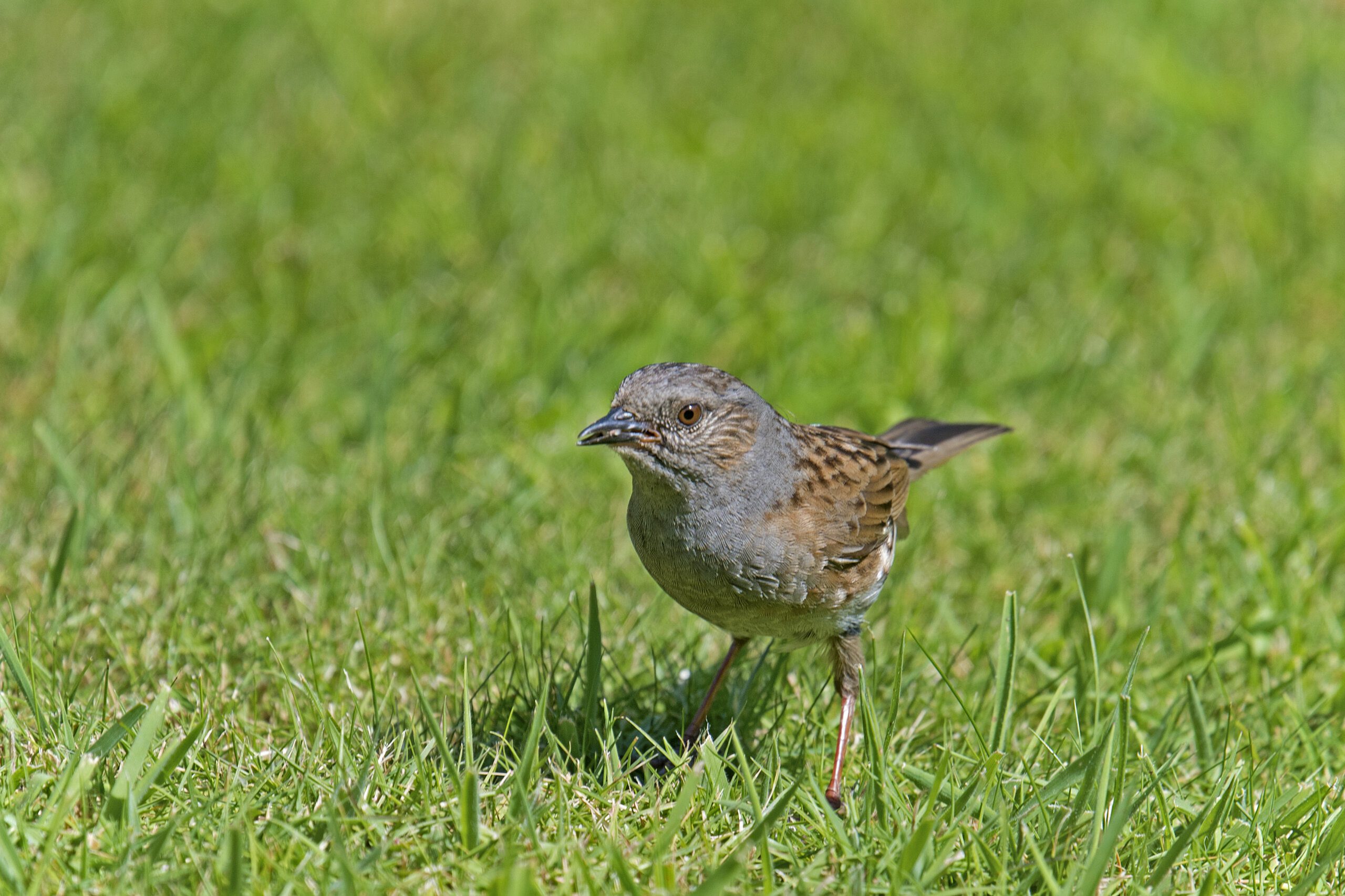 Are Capybaras Native to Texas?