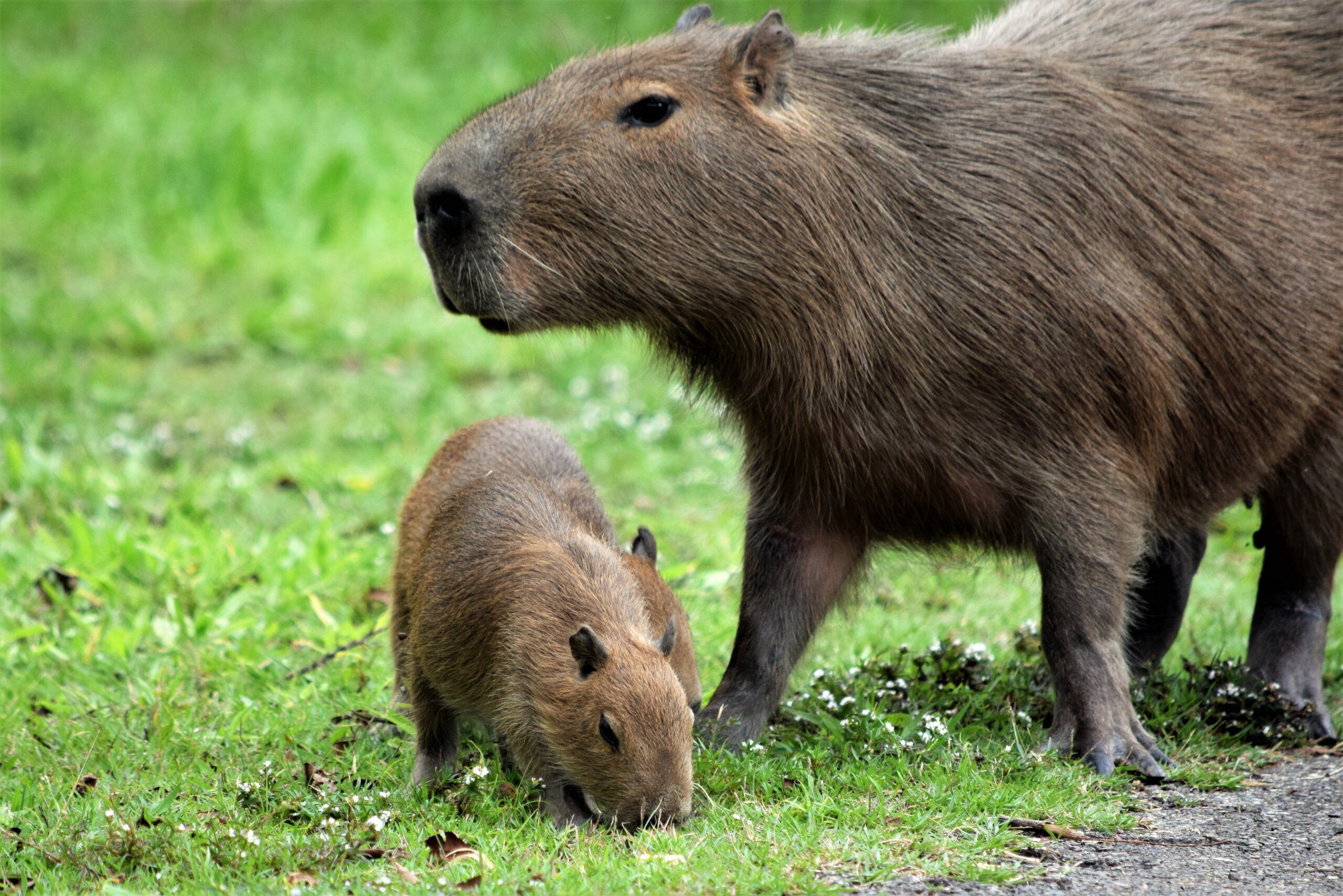 Are There Capybaras in Hawaii? Are There Capybaras in Hawaii?
