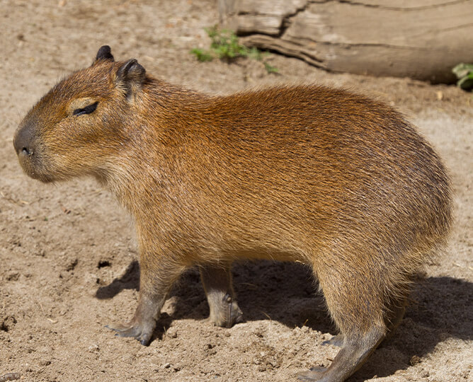 Discover Zoos Near Me with Capybaras Discover Zoos Near Me with Capybaras