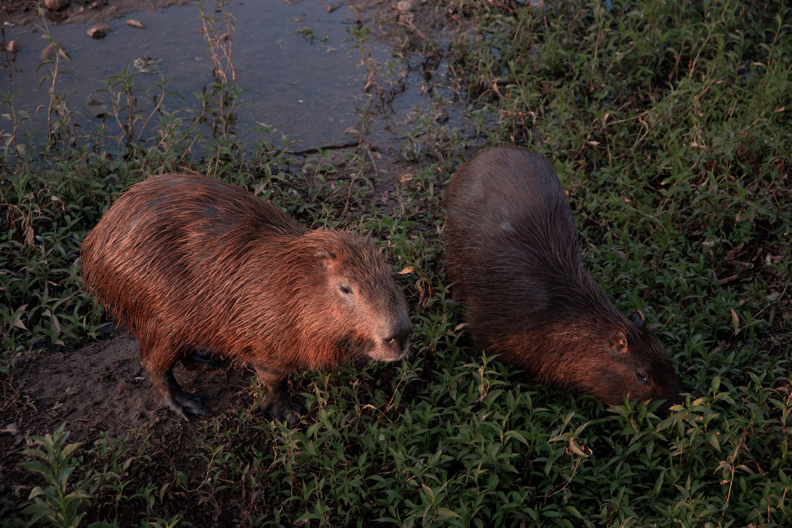 The Best Places to Spot Capybaras in the Wild The Best Places to Spot Capybaras in the Wild