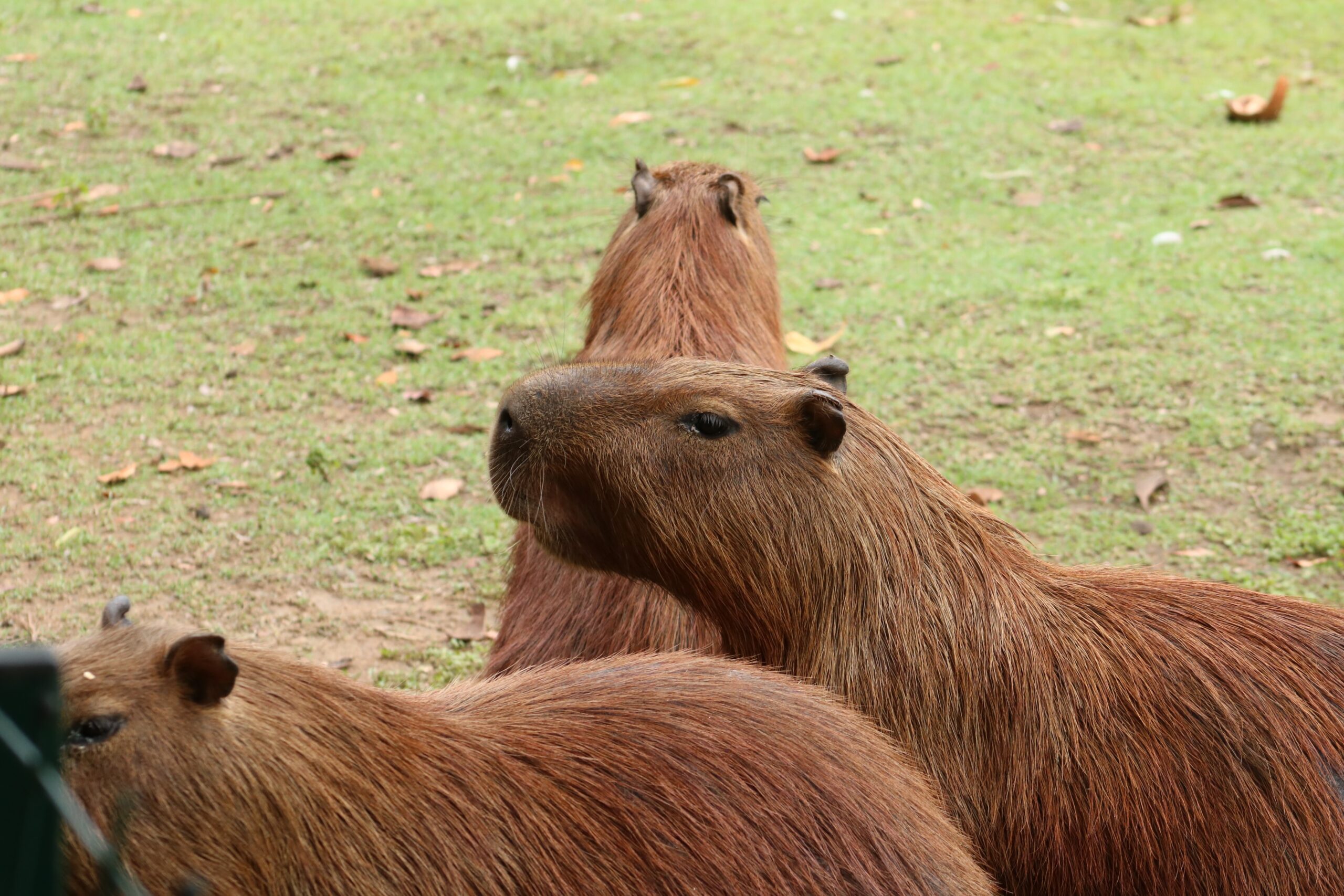 The Best Places to Spot Capybaras in the Wild The Best Places to Spot Capybaras in the Wild