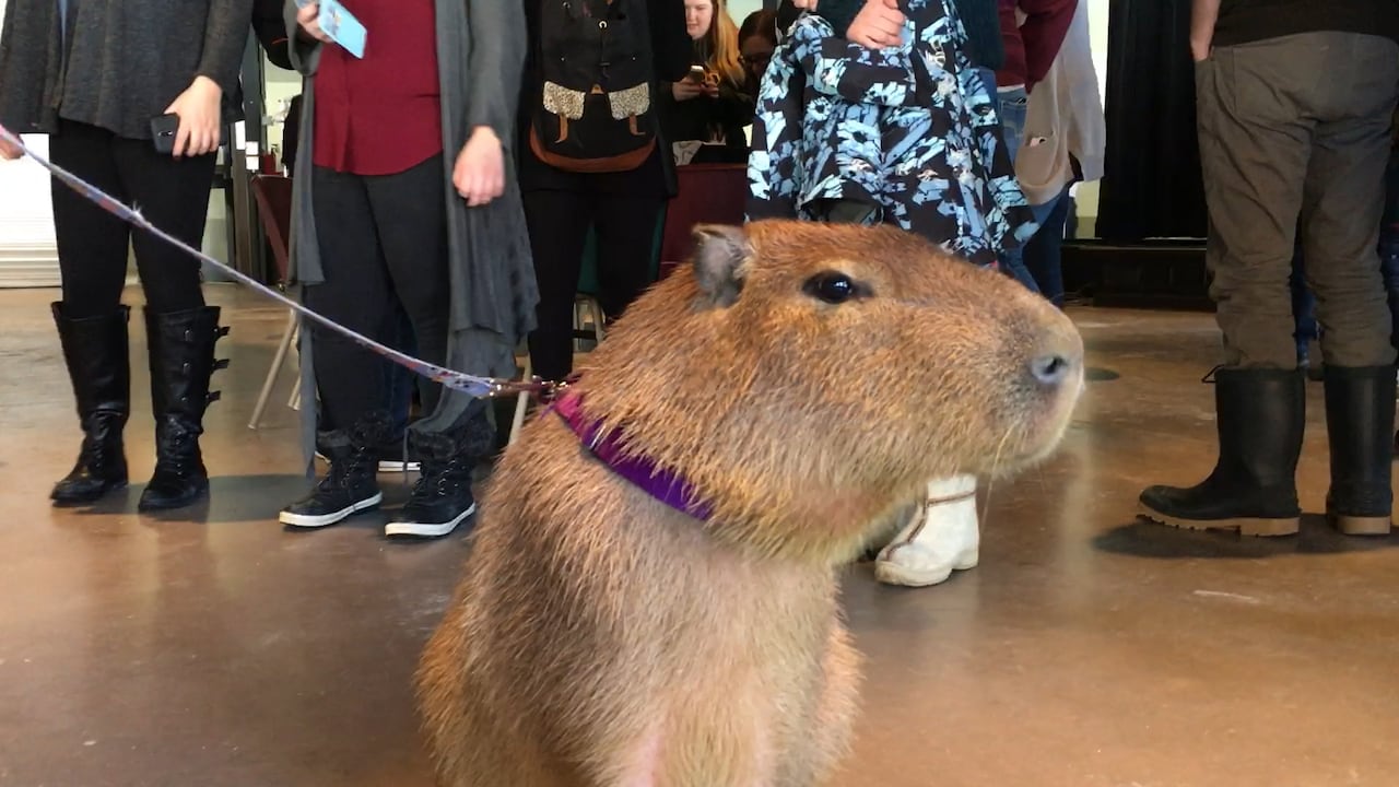Why Capybara Make Excellent Therapy Animals Why Capybara Make Excellent Therapy Animals