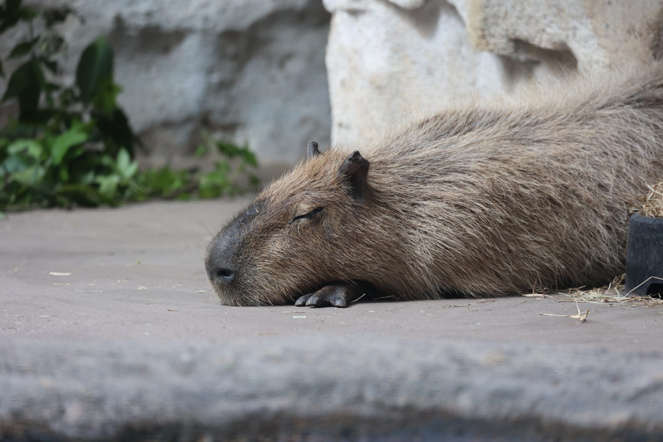 Top Locations to Find Capybaras Top Locations to Find Capybaras