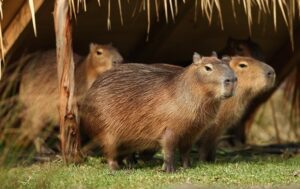Are Capybaras Native to Canada? - Baby Capybara